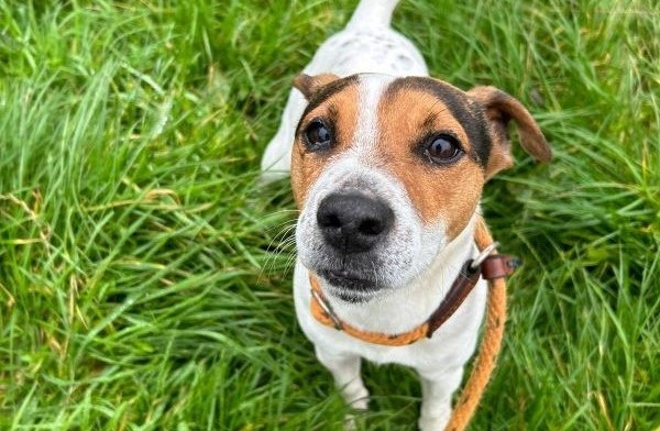 Stray dogs court case