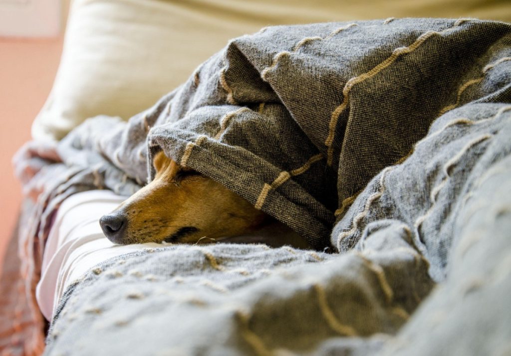 dogs, pet, animal, animals, dog, pets, nature, mammals