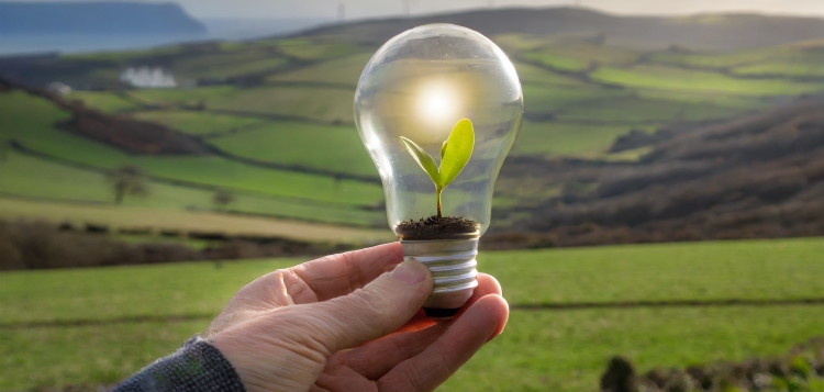 Lightbulb with leaf