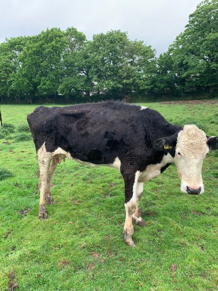 Malnourished cow