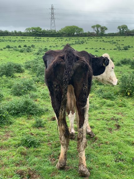Badly malnourished cow