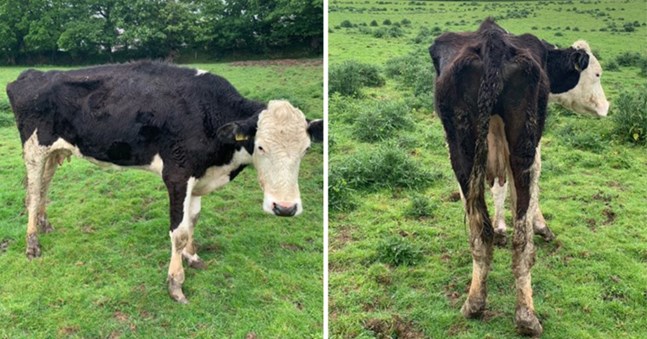 A farmer has been banned from keeping animals after failing to provide adequate care for sheep and cattle, pictured.