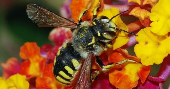 Bee on flowers
