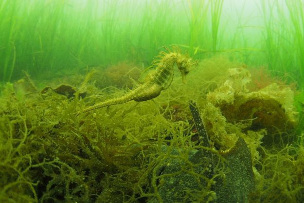 Seahorse stock image by Matt Slater
