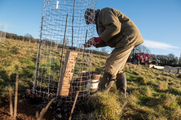Tree-planting on farmland