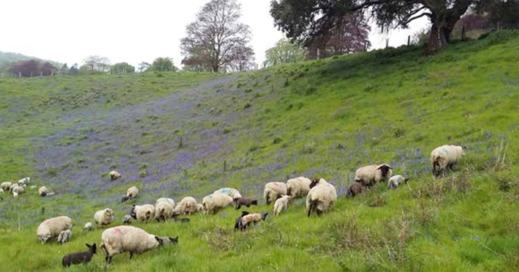 sheep grazing