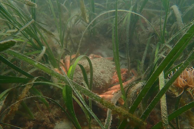 Seagrass