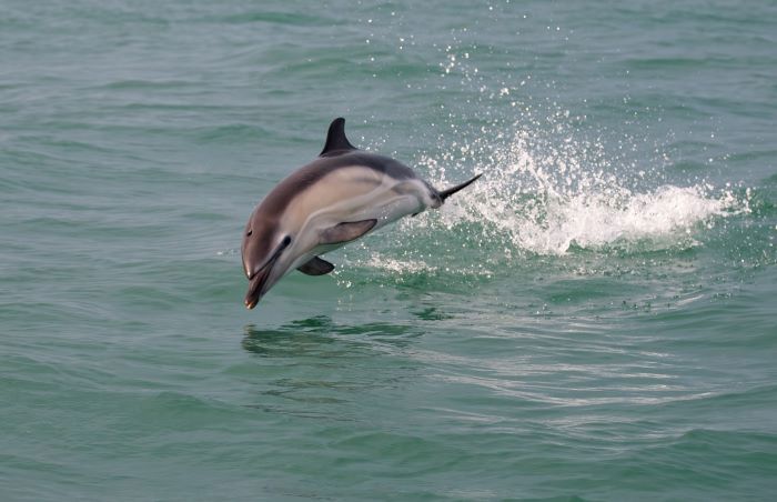Dolphin