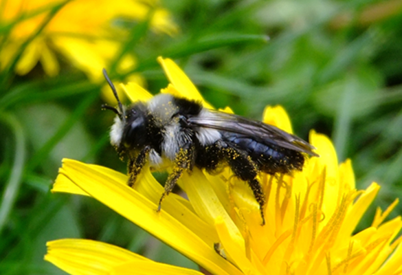 Bee