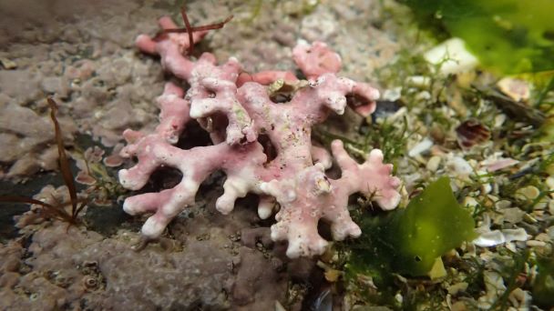 Maerl in Helford Passage - Matt Slater