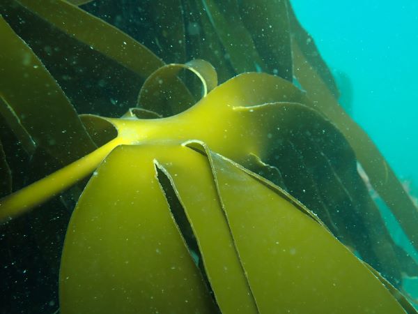 Kelp - Angie Gall