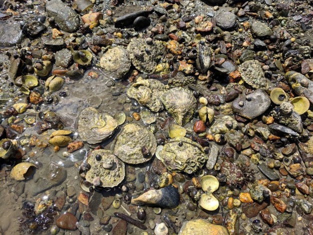 Native oysters