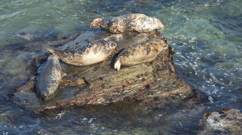 Seals - Cornwall Seal Research Trust