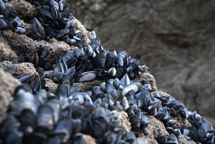 Mussels, Porth - Hannah Mcmeekin