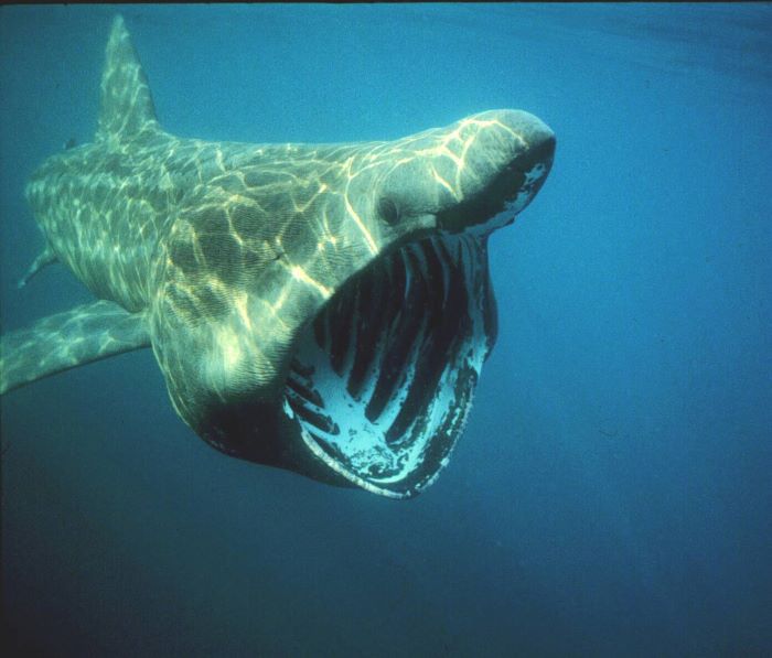 Basking shark - Tony Sutton