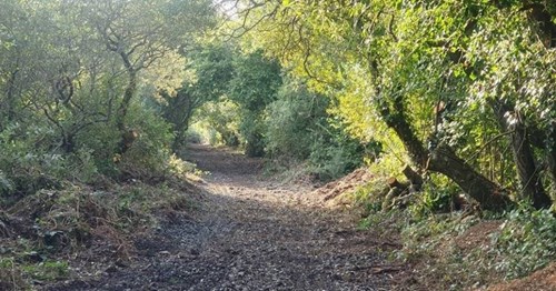 A path surrounded by trees on either side